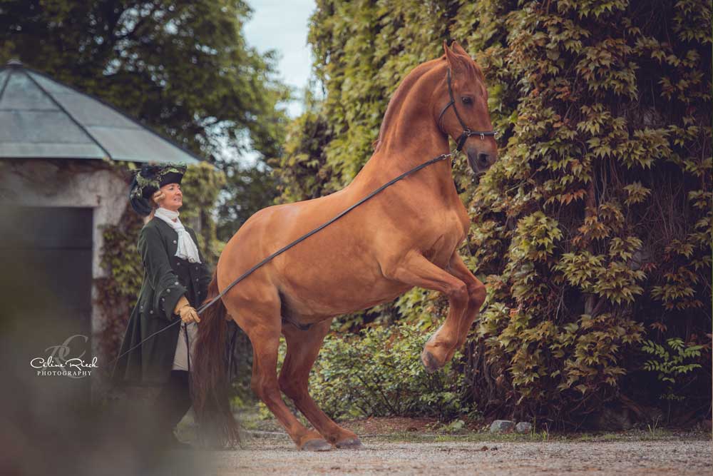 Jarl am Langzügel